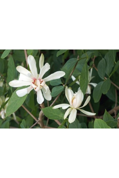 Формування Калікантуса Венус